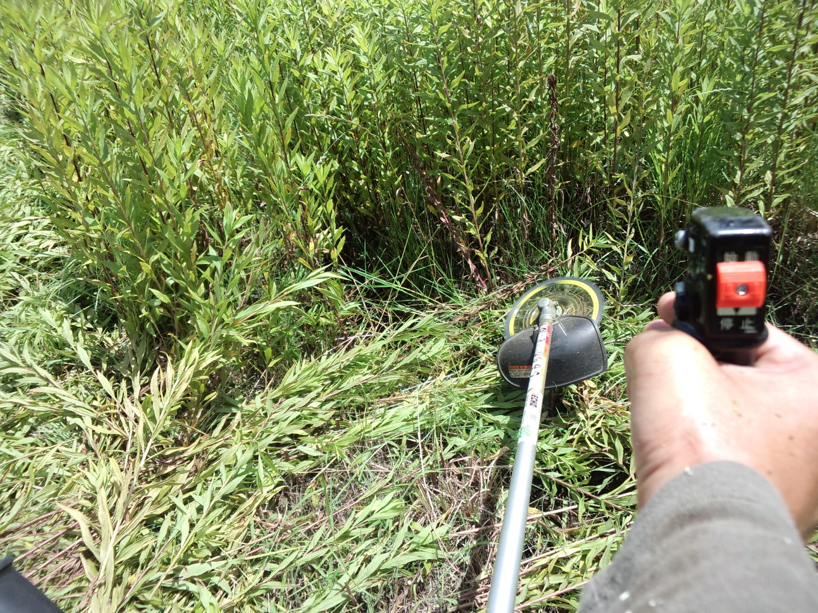草刈り機で田んぼの草を刈る-便利屋奈良
