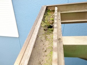 テラス屋根 修理 奈良市 にて雨どい掃除