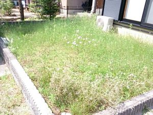 お庭の草むしり-便利屋-奈良