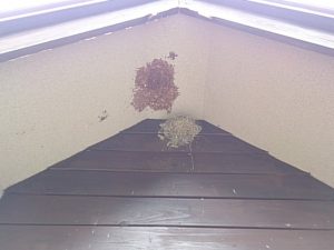 軒下に蜂の巣防止パネルを取り付ける