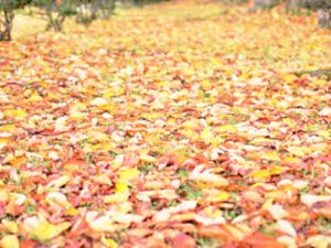 奈良にて落ち葉で堆肥を作る